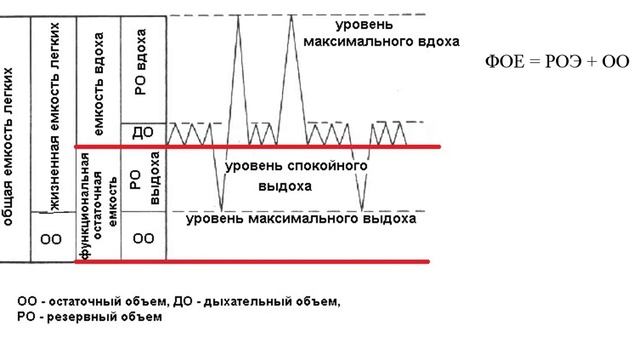 Нормальная физиология дыхания. Спирометрия. Пикфлоуметрия смотреть онлайн