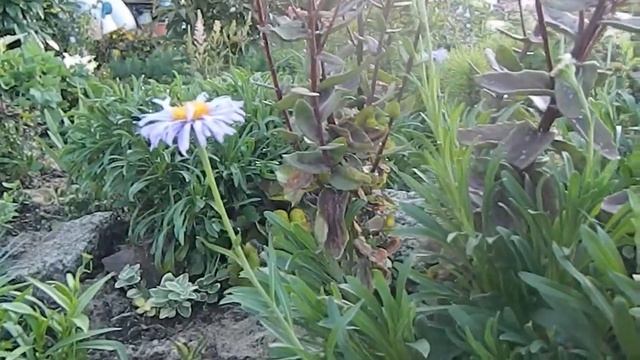 Какой была моя крохотная альпийская горка этим летом