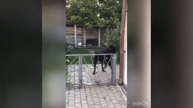 Кане корсо смотреть онлайн