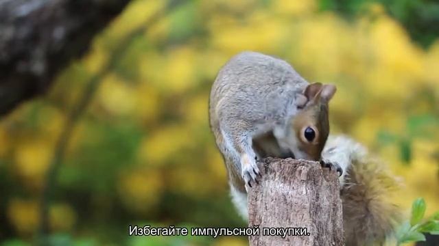 Какого грызуна завести? смотреть онлайн