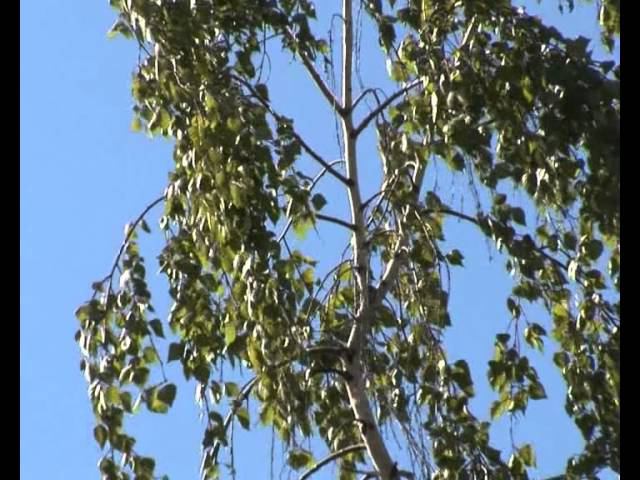 Цветет сирень в начале мая смотреть онлайн