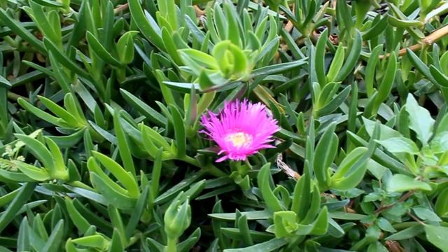 Carpobrotus Fioritura смотреть онлайн