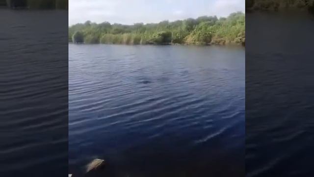 Крокодил в России смотреть онлайн