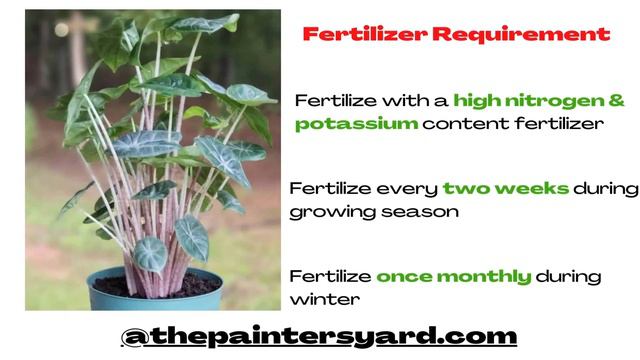 Alocasia Ivory Coast I The Ultimate Care Guide