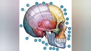 Всё обо всём Особенности строения головы человека