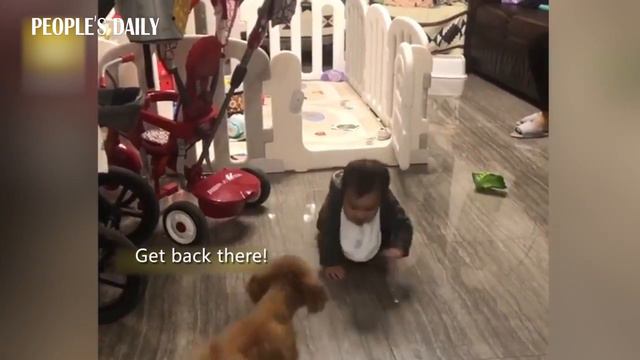 Teddy bear dog is very protective of its 11-month-old master. смотреть онлайн