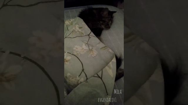 #mila #cat #2022 #кошка #животные #сон ?????❤️ Моя Мила сладко спит укрывшись одеялом ? смотреть онлайн