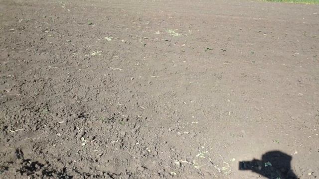 МОРКОВЬ/ БОРЬБА С СОРНЯКАМИ ПРОДОЛЖАЕТСЯ. смотреть онлайн