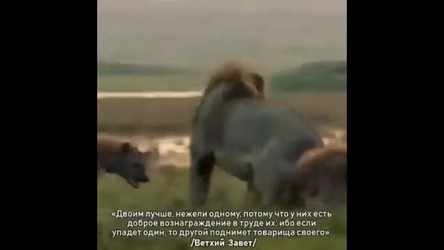 "БРАТСТВО это СИЛА" . В ЕДИНСТВЕ Победа. "BROTHERHOOD is POWER." IN UNITY, VICTORY смотреть онлайн
