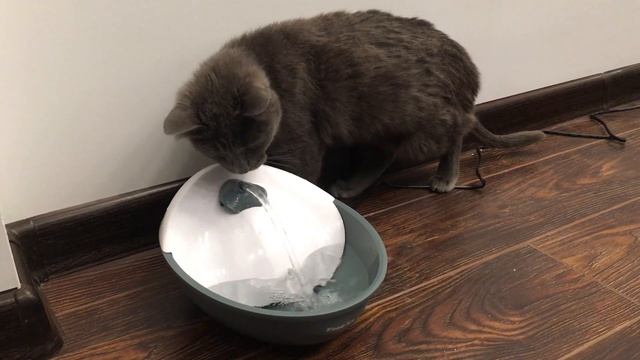 Кася знакомится c котопоилкой смотреть онлайн