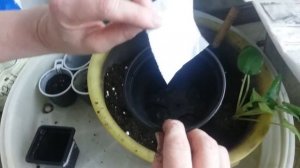 Пересадка вытянувшихся фиалок