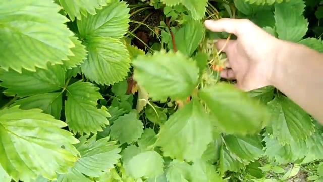 Дача ...Сад ...Огород ... Розы ... Хосты... Клубничка..Пасынкую томаты... Лилии... Пионы обрезала. смотреть онлайн