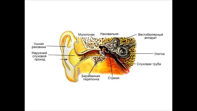 Анатомия. Слуховой анализатор