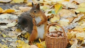 БЕЛКА  Развивающее видео для детей