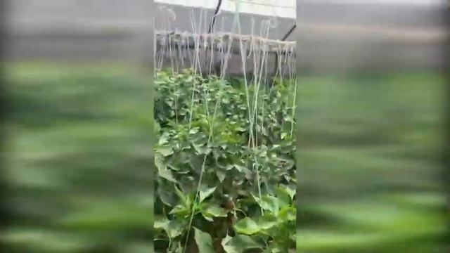 Компания Clause радует новыми кубовидными перцами! смотреть онлайн