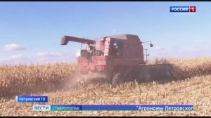 На Ставрополье в этом году соберут большой урожай кукурузы