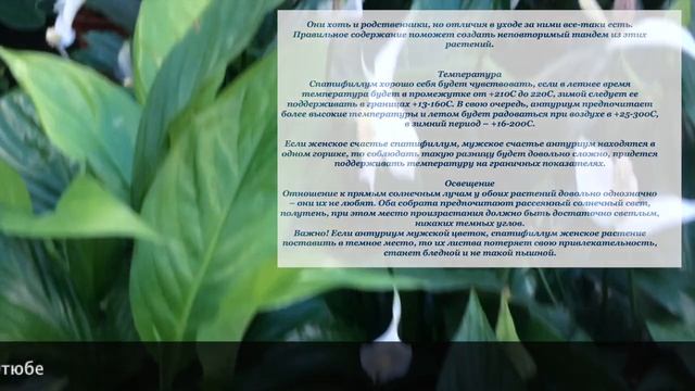 САЖАТЬ ЛИ СПАТИФИЛЛУМ И АНТУРИУМ ВМЕСТЕ ? #спатифиллум #антуриум #ароидные_растения #oldenburgru#27 смотреть онлайн