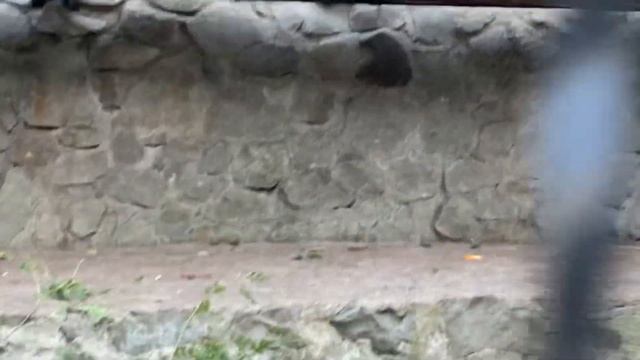 Гамадрилы устроили акробатическое представление как обезьянка Люся, а Лешик крутанул САЛЬТО! смотреть онлайн