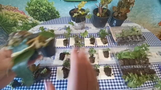 Посылка с черенками от агрофирмы Виола приятно удивила. смотреть онлайн