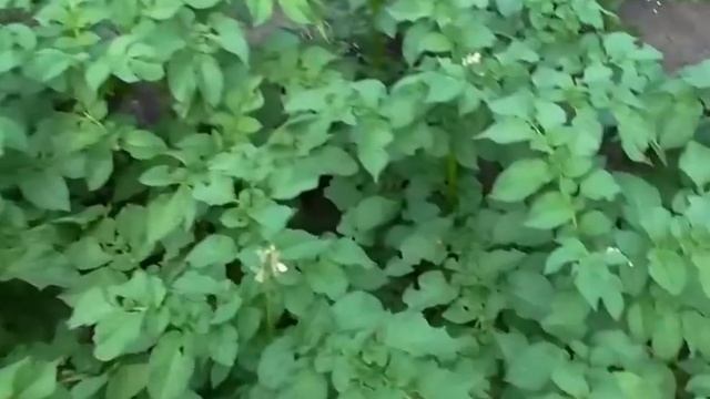 Методы борьбы с колорадским жуком. Чем опрыскать картофель смотреть онлайн