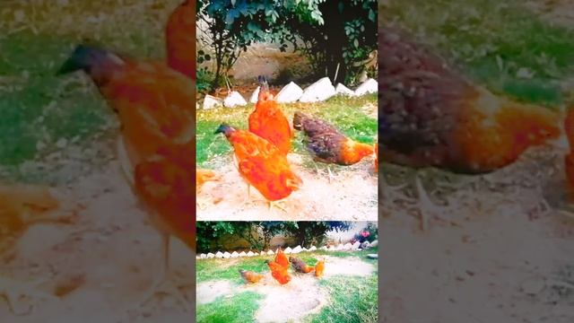 Chicken Song And Danceing Rooster_ Funny   Chicken Dance