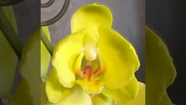 #shorts?Феррара освоилась и распускает цветочки?Кружавчики на лепестках?Орхидея фаленопсис смотреть онлайн