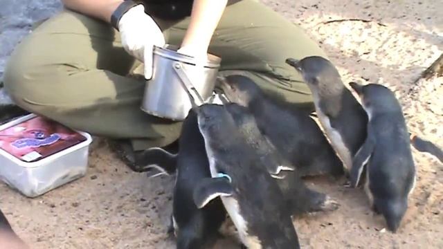 Кормление пингвинов Penguin feeding смотреть онлайн