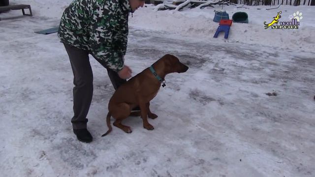 Фронтальный подзыв с коррекцией обручем, щенки доберман и риджбек смотреть онлайн