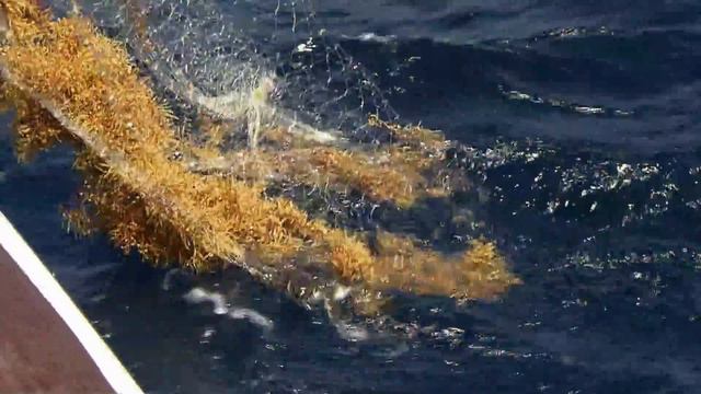 Sea Turtles: The Lost Years - Full Episode смотреть онлайн