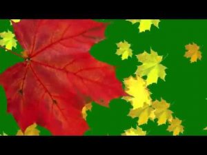 Футаж Перход осенние листья клена Green Screen Falling leaves, Transition Autumn