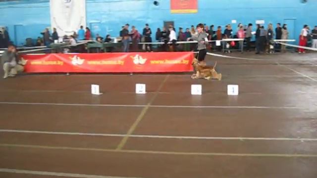 Минск. КОО. 22.09.13. VALERY COURAGE GOLDEN DELIGHT смотреть онлайн