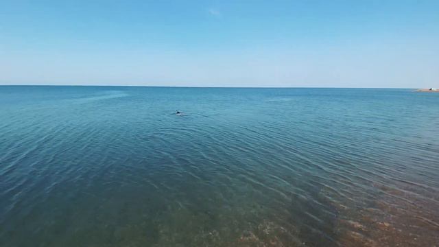 Лето, море, бугазская коса | СЕМЕНОВ ВЛОГ смотреть онлайн