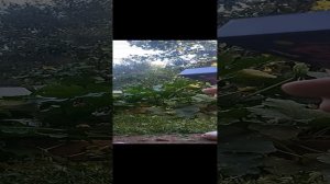 пробуем какие-то конфеты с подругой