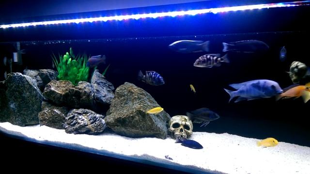 African Cichlids - F1 Tropheops Red Cheek смотреть онлайн