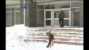 Возвращение Мухтара 2. Блюститель чистоты