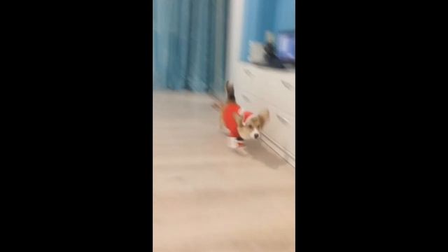 Новогодний костюм для собак и кошек смотреть онлайн