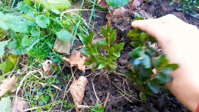 Выращивание самшита смотреть онлайн