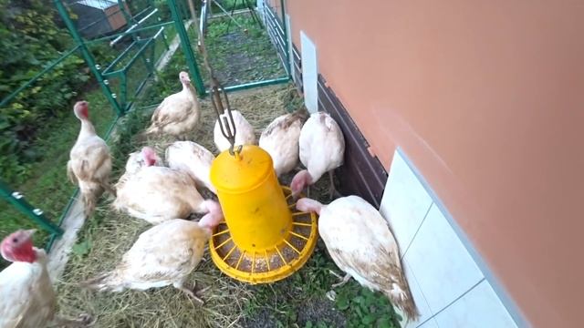 Индюки Хайбрид Конвертер ч.6 Пересадка в вольеры. смотреть онлайн