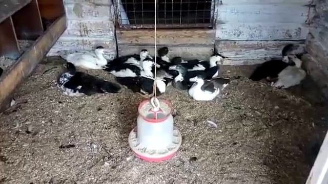 КАКУЮ ПОРОДУ УТОК ВЫБРАТЬ?17 июля 2018 г. смотреть онлайн