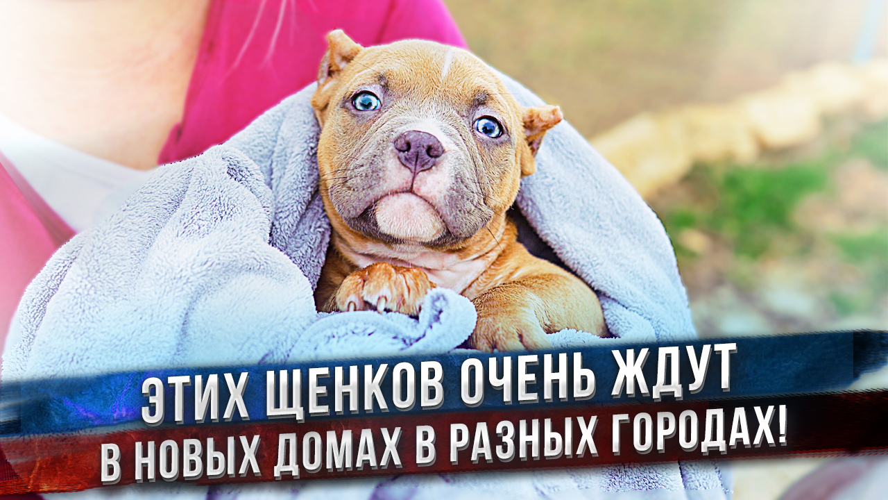 Щенки уезжают в новые дома! смотреть онлайн