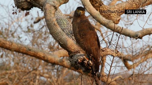Yala National Park | Sri Lanka | An epic safari experience смотреть онлайн