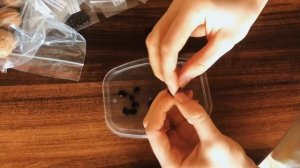 Магнолия суланжа из семян. Часть 1