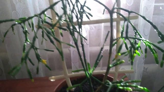 Хатиора (Танцующий скелет). 14.04.2020 г.