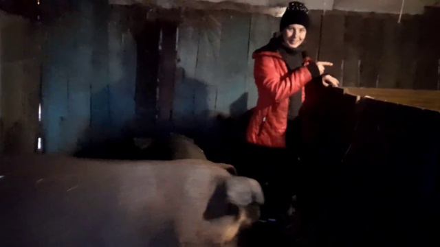 ДОЛГОЖДАННЫЕ ОПОРОСЫ🐷 смотреть онлайн