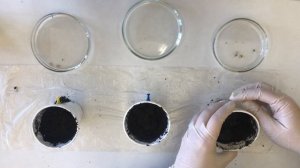 Выращивание растений. Видеоурок. Биология 7 класс