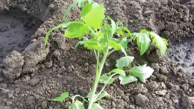 ПОСАДКА ТОМАТОВ В ОТКРЫТЫЙ ГРУНТ. ВИДЕО ИЗ ПРОШЛОГО - 2015 г. смотреть онлайн