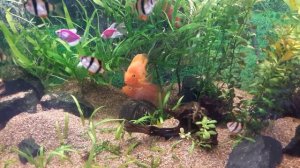 Красный попугай Red Parrot копает гнездо.