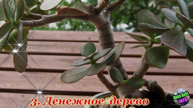 6 Предметов, Которые Кладут Рядом с Деньгами Для Привлечения Богатства! смотреть онлайн