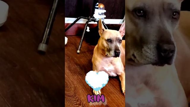Thai Ridgeback Kim