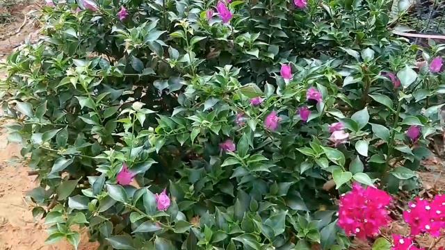 Bougainvillea Plant बोगन विला कैसे तैयार करें